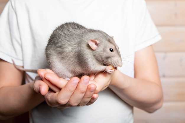 Лечение при укусе крысы