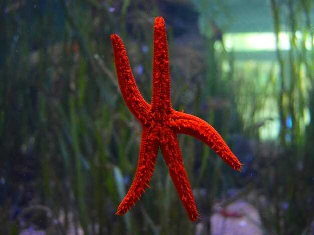 Продвинутые формы заболевания