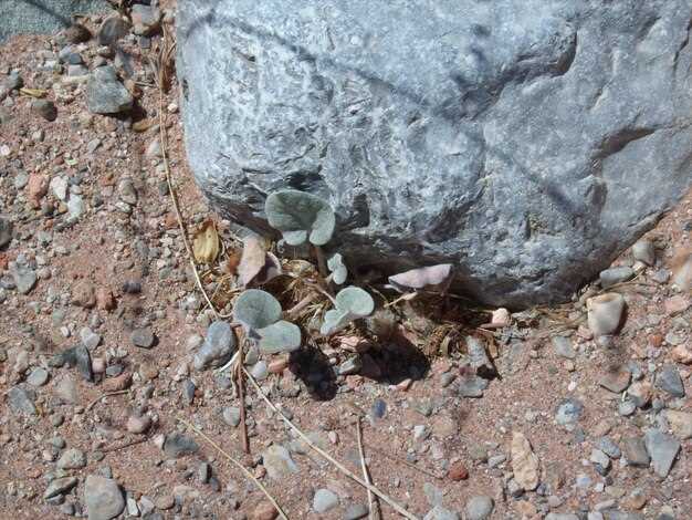 Камень в мочеточнике: сколько времени выходит