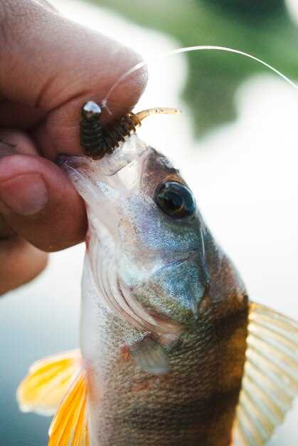 Функции и значение рта у рыбы